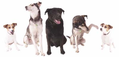 Group of Five - Bytown Dog Obedience Club