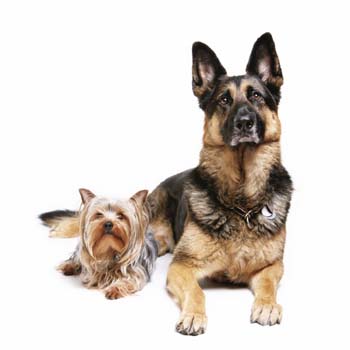 Buddies - Bytown Dog Obedience Club