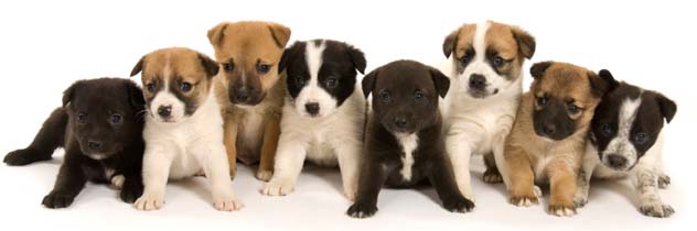 Puppies - Bytown Dog Obedience Club