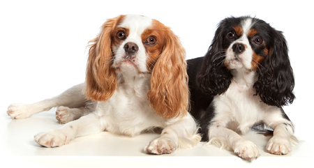 Spaniels - Bytown Dog Obedience Club