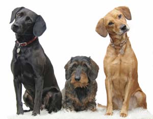 Adolescents - Bytown Dog Obedience Club